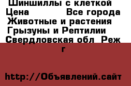 Шиншиллы с клеткой › Цена ­ 8 000 - Все города Животные и растения » Грызуны и Рептилии   . Свердловская обл.,Реж г.